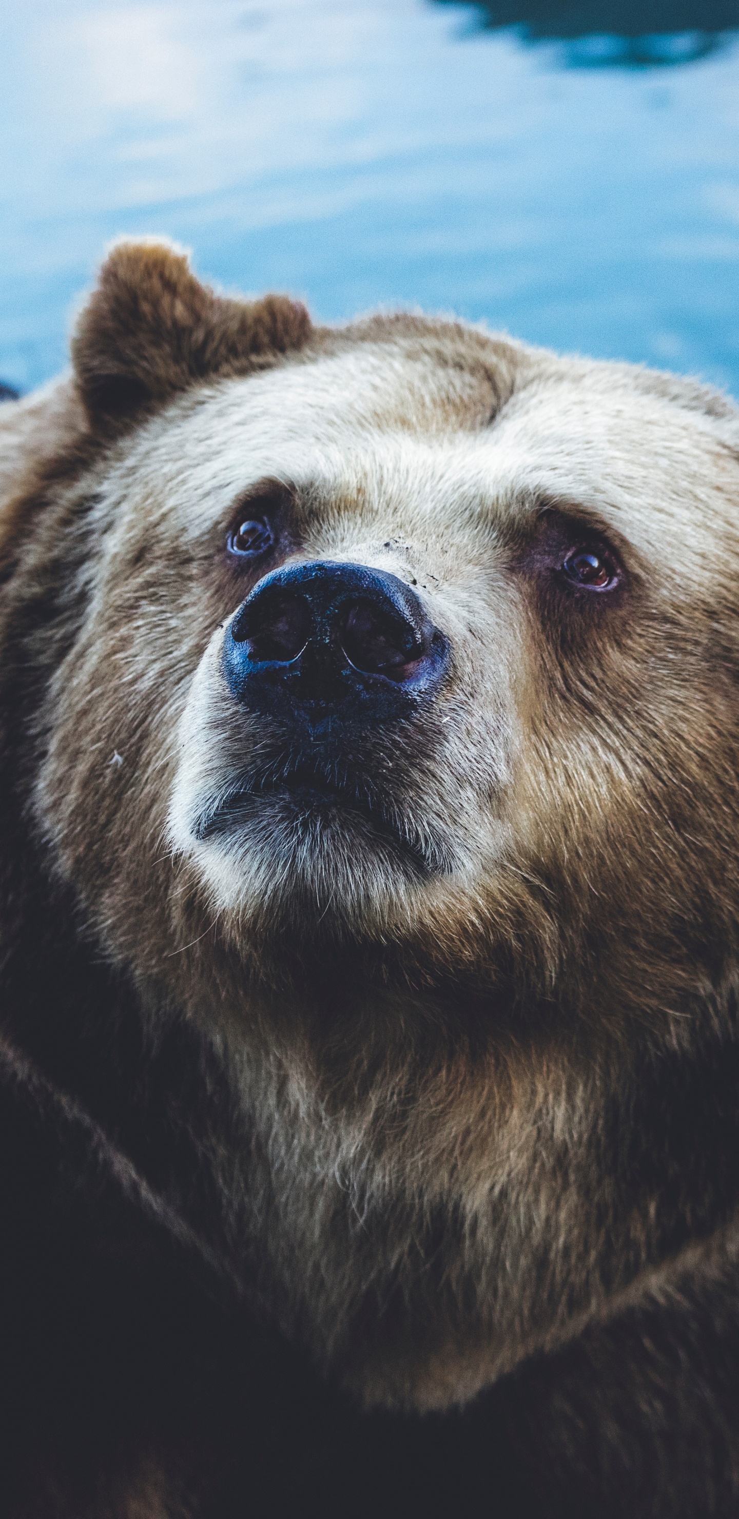 Brown Bear on Body of Water During Daytime. Wallpaper in 1440x2960 Resolution