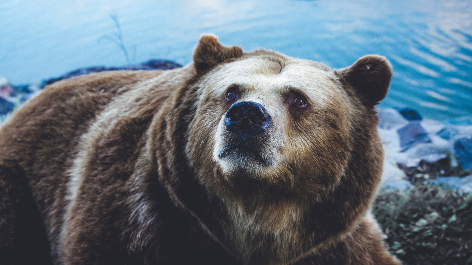 Brown Bear on Body of Water During Daytime. Wallpaper in 1920x1080 Resolution