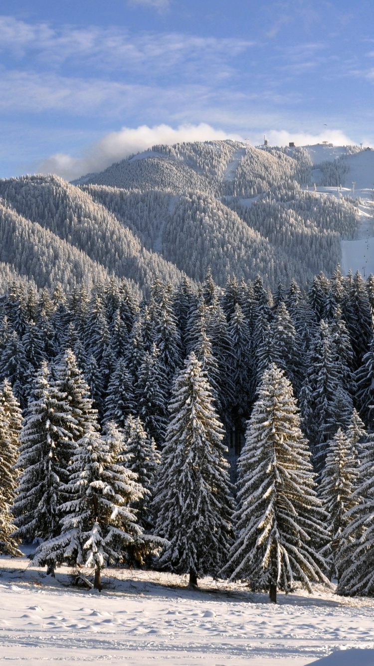 Pinos Verdes Sobre Suelo Cubierto de Nieve Blanca Durante el Día. Wallpaper in 750x1334 Resolution