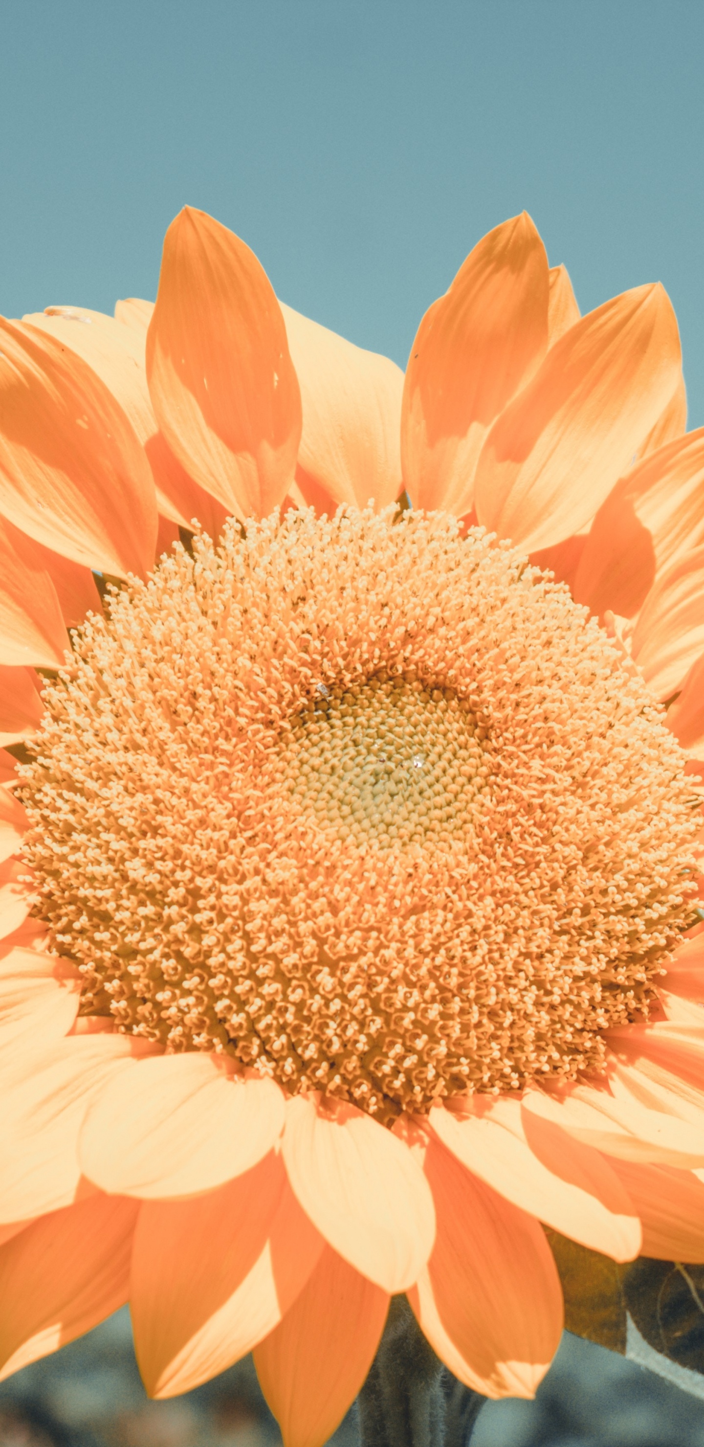 Orangefarbene Blume in Tilt-Shift-Linse. Wallpaper in 1440x2960 Resolution