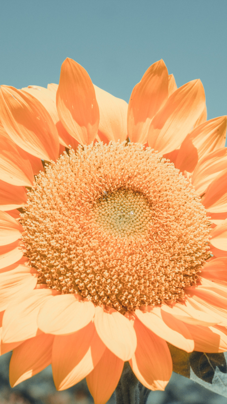 Flor de Naranja en Lente de Cambio de Inclinación. Wallpaper in 750x1334 Resolution