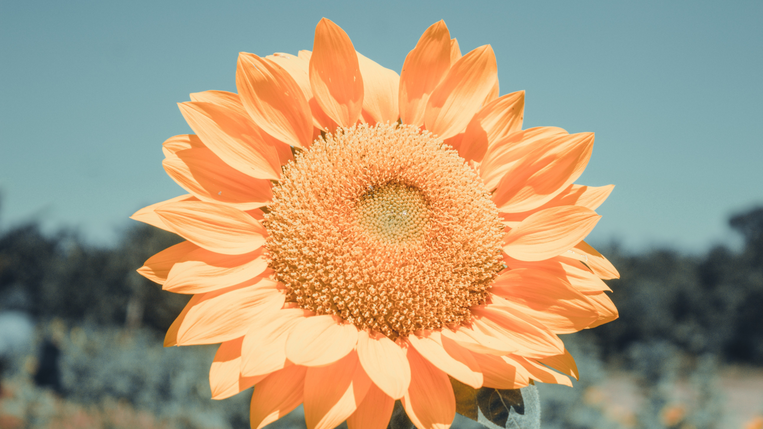 Orange Flower in Tilt Shift Lens. Wallpaper in 2560x1440 Resolution