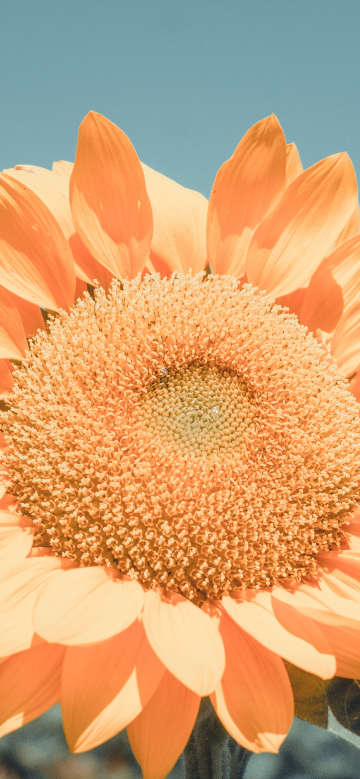 Fleur D'oranger Dans L'objectif à Basculement. Wallpaper in 1242x2688 Resolution