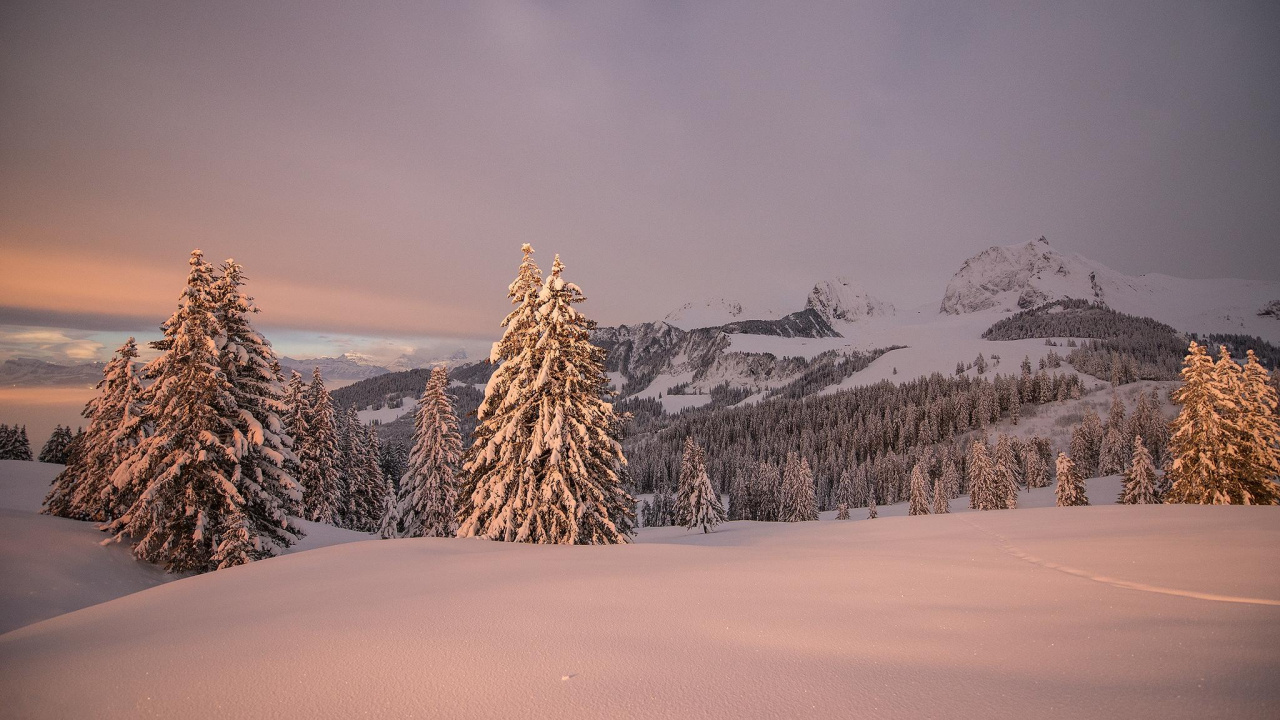 Grüne Kiefer Auf Schneebedecktem Boden Tagsüber. Wallpaper in 1280x720 Resolution