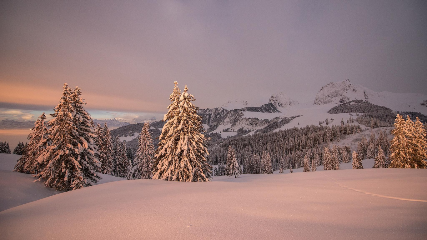 Grüne Kiefer Auf Schneebedecktem Boden Tagsüber. Wallpaper in 1366x768 Resolution