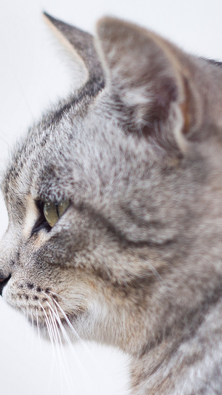 Silber Getigerte Katze Auf Weißer Oberfläche. Wallpaper in 720x1280 Resolution