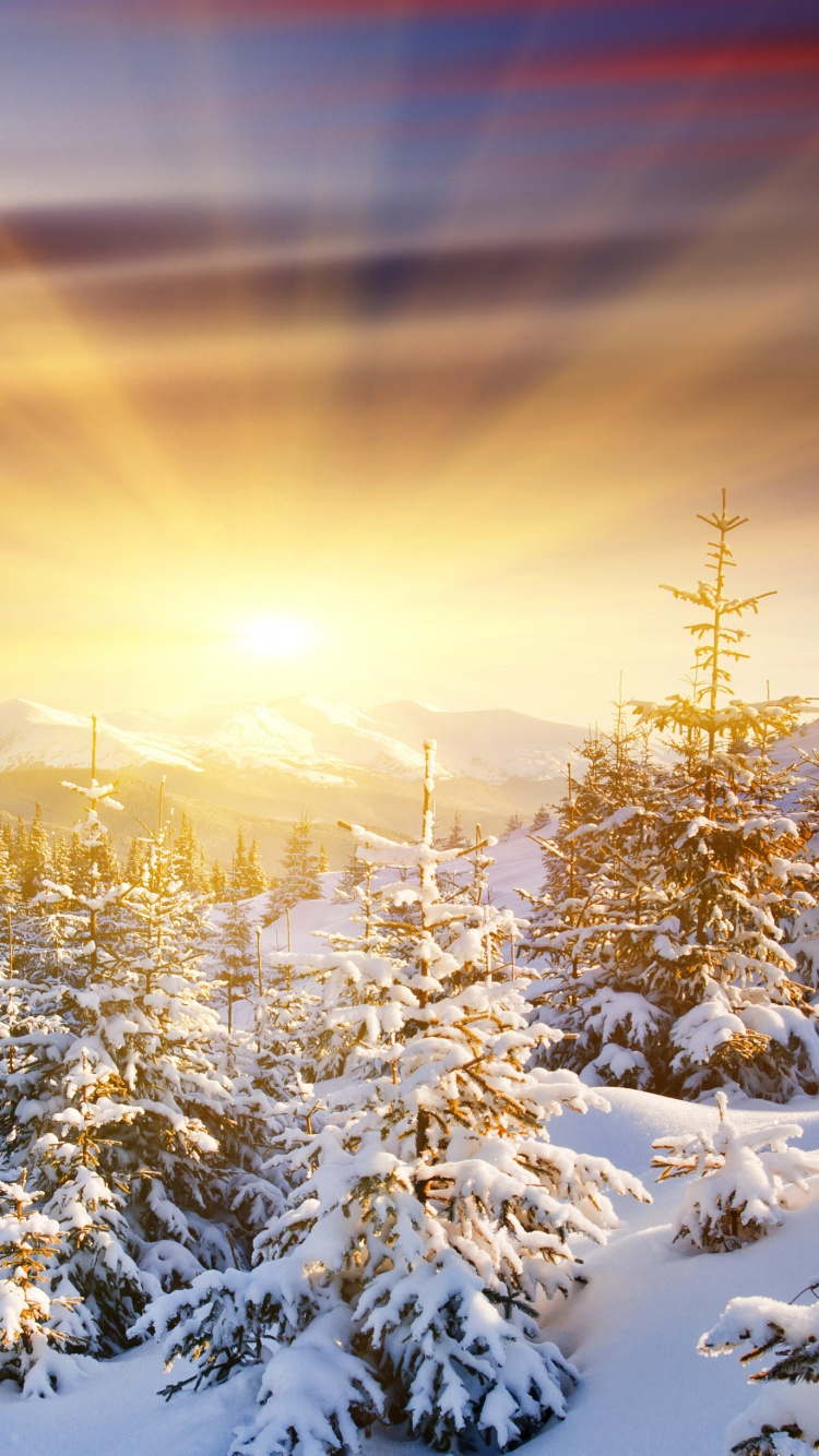 日出, 冬天, 性质, 自然景观, 冻结 壁纸 750x1334 允许