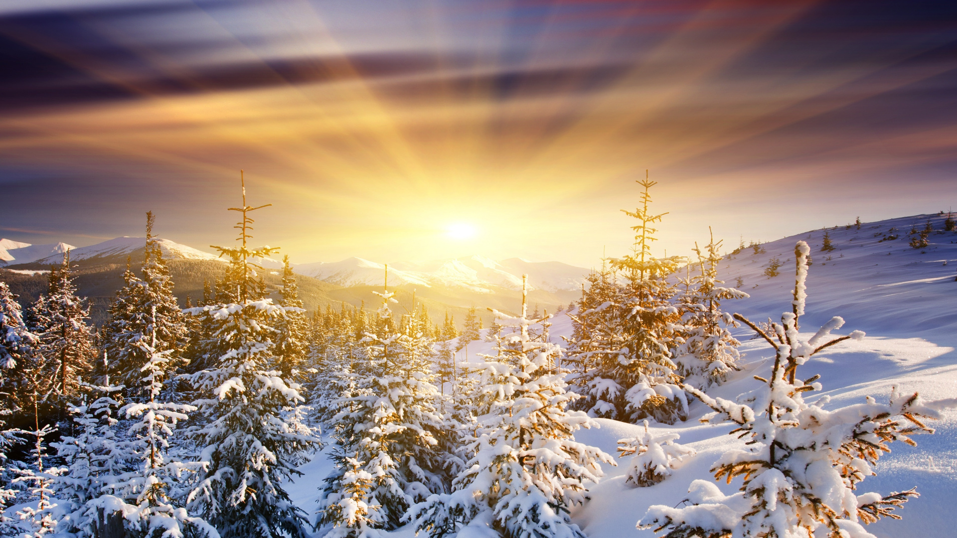 Pinos Cubiertos de Nieve Durante la Puesta de Sol. Wallpaper in 1920x1080 Resolution