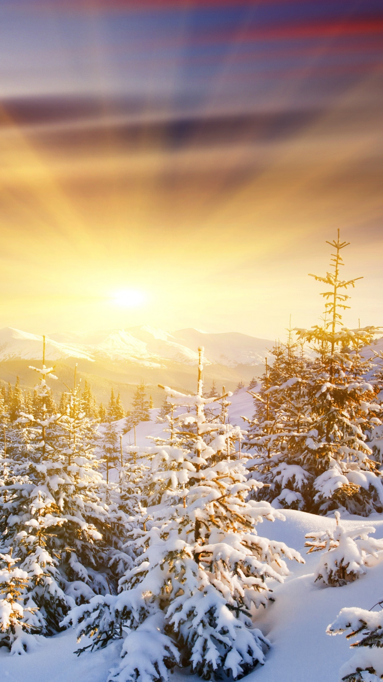 Pinos Cubiertos de Nieve Durante la Puesta de Sol. Wallpaper in 750x1334 Resolution