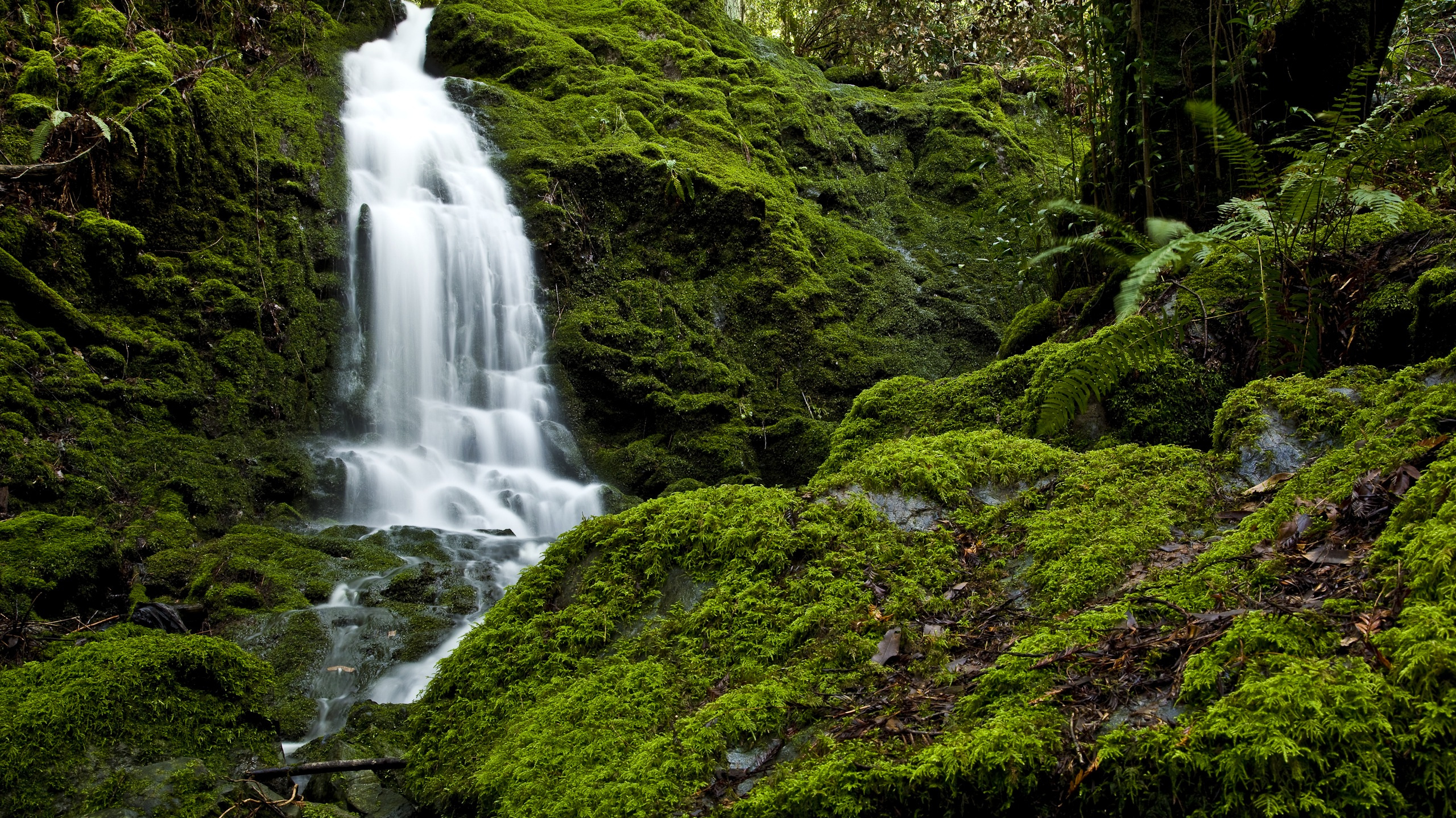 Cascadas en Medio de Rocas Cubiertas de Musgo Verde. Wallpaper in 2560x1440 Resolution