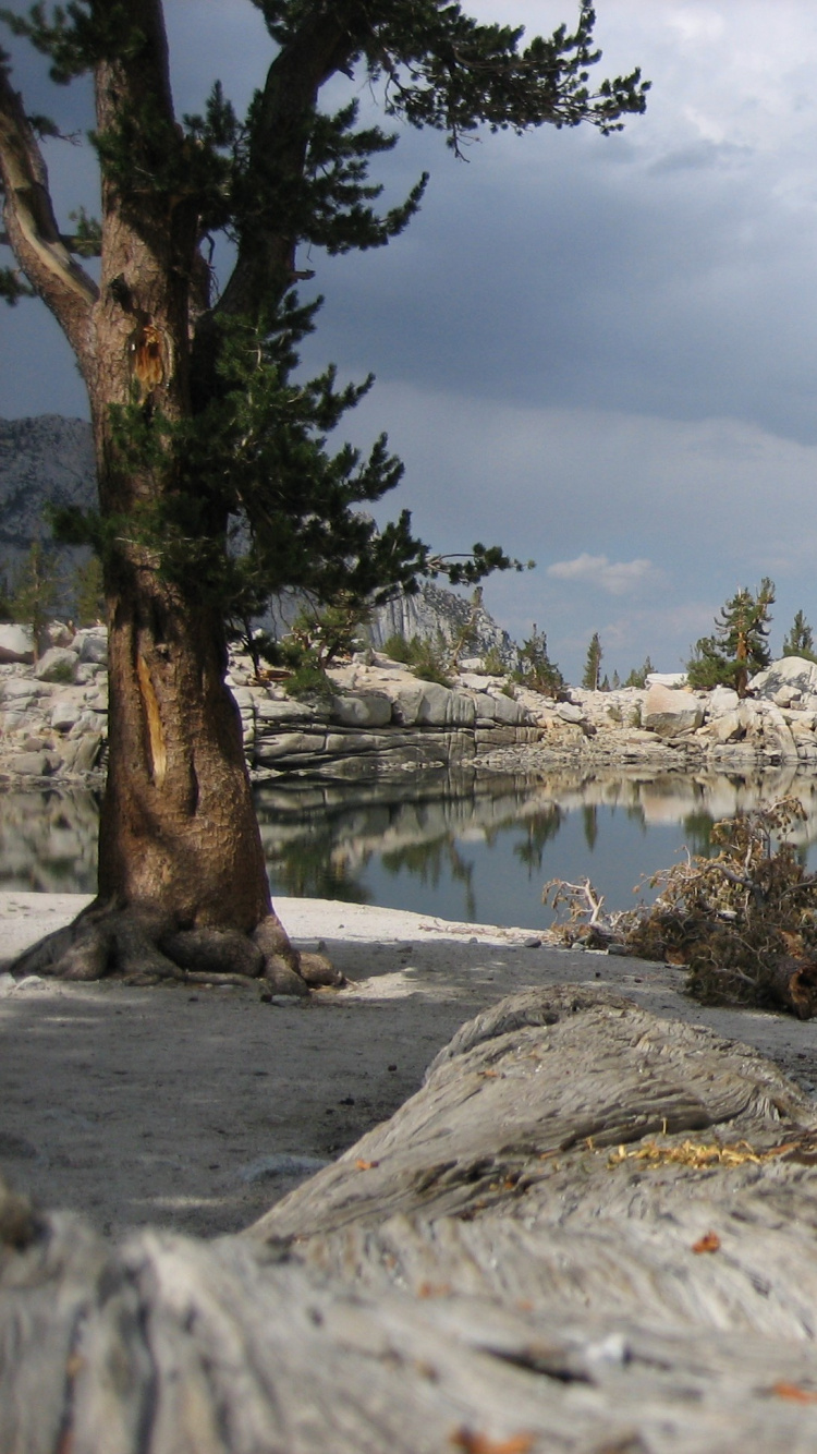Tronc D'arbre Brun Sur un Sol Couvert de Neige Près du Lac Sous Des Nuages Blancs et un Ciel Bleu Pendant. Wallpaper in 750x1334 Resolution
