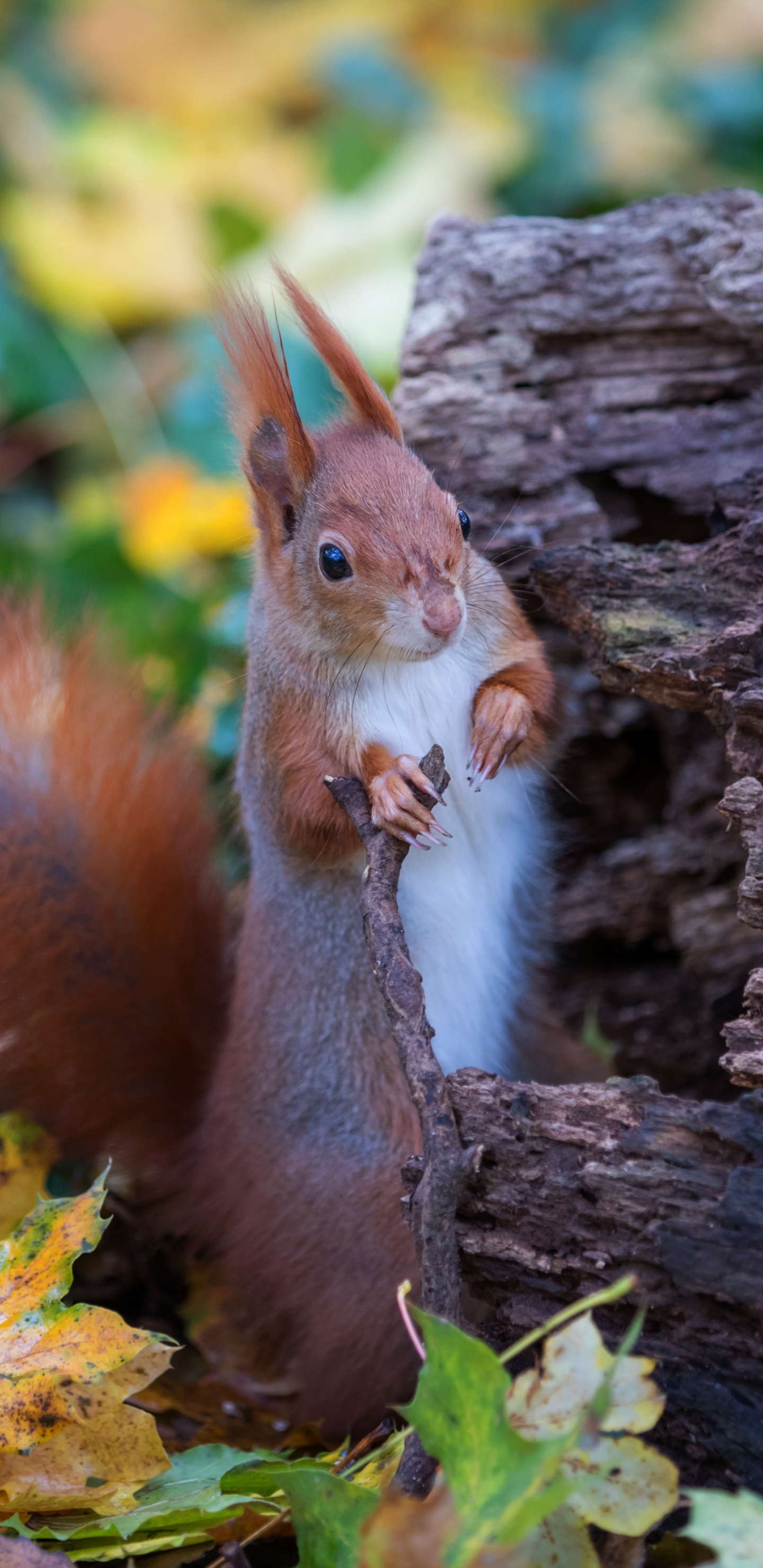 Blatt, Holz, Stamm, Kitz, Terrestrische Tier. Wallpaper in 1440x2960 Resolution