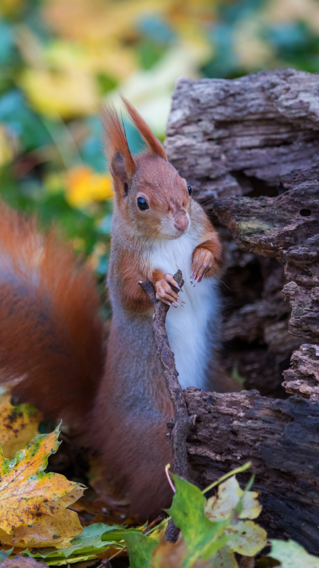 Feuille, Faon, Pour Les Animaux Terrestres, Rongeurs, Rameau. Wallpaper in 1080x1920 Resolution