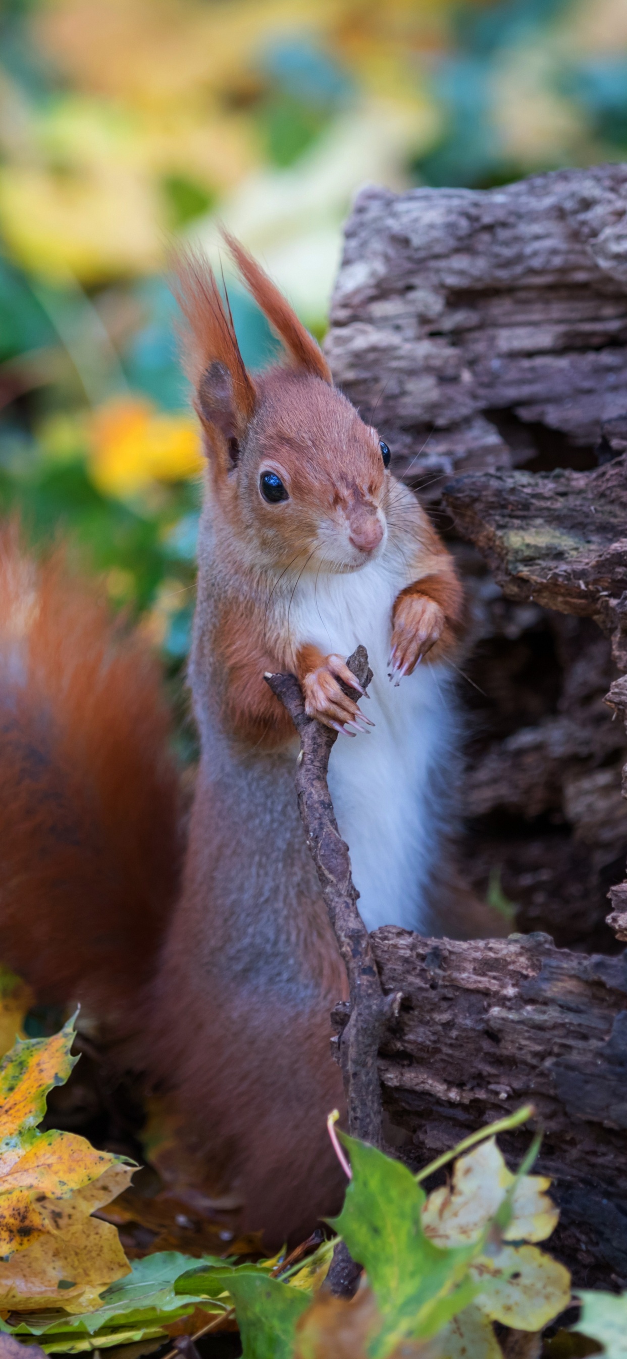 Leaf, Wood, Trunk, Fawn, Terrestrial Animal. Wallpaper in 1242x2688 Resolution