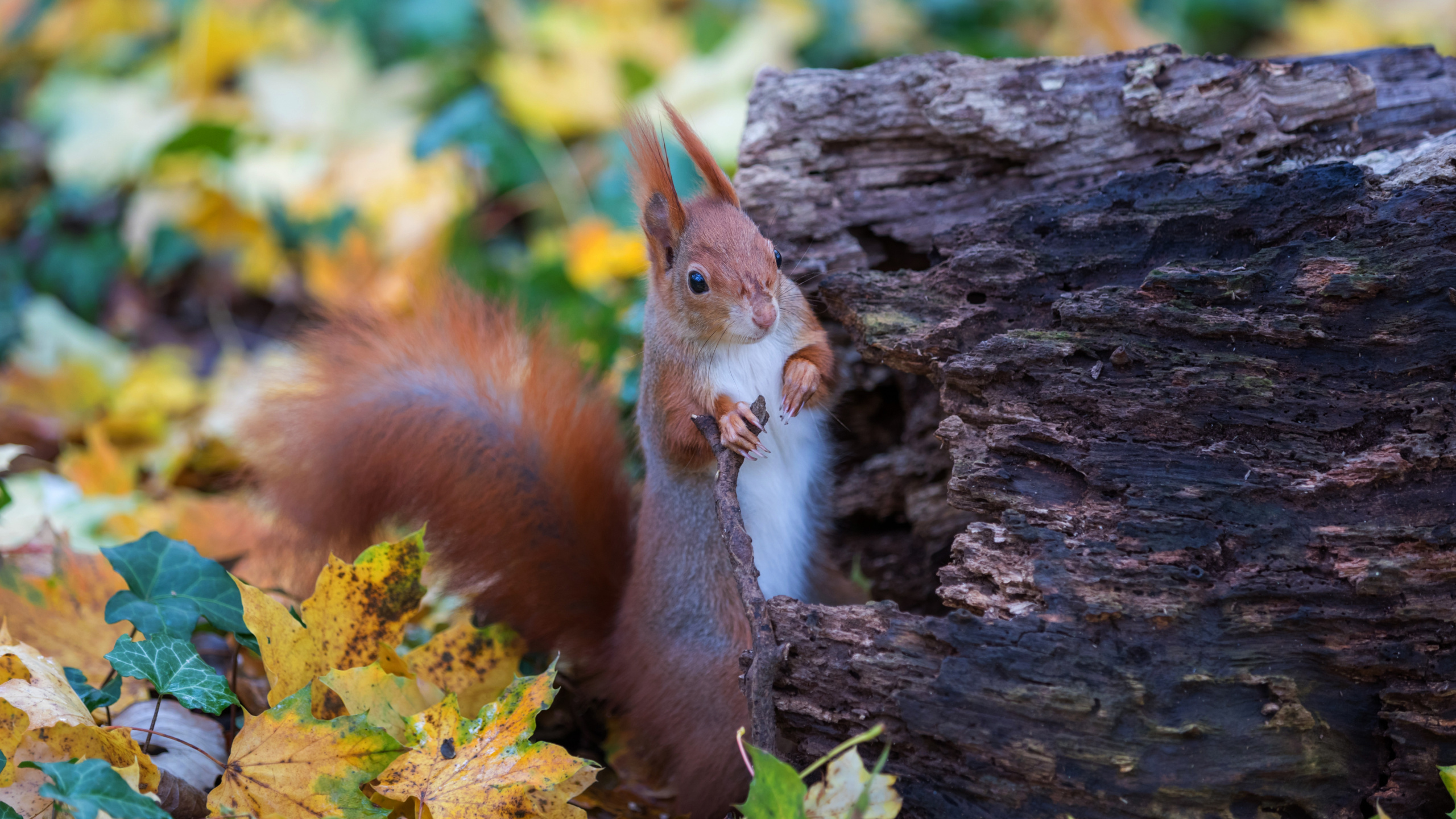 Leaf, Wood, Trunk, Fawn, Terrestrial Animal. Wallpaper in 2560x1440 Resolution