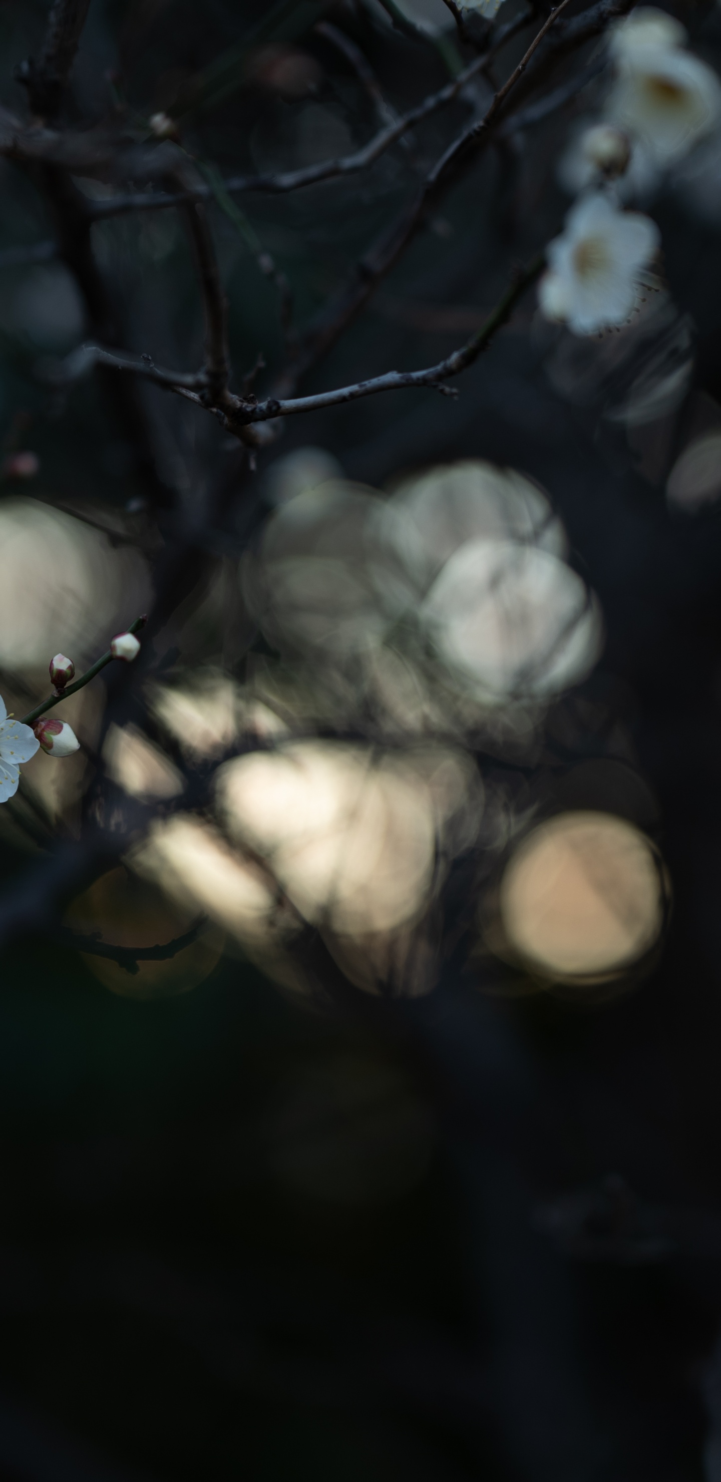 光, 自然环境, 天空, 树枝, 菌群 壁纸 1440x2960 允许