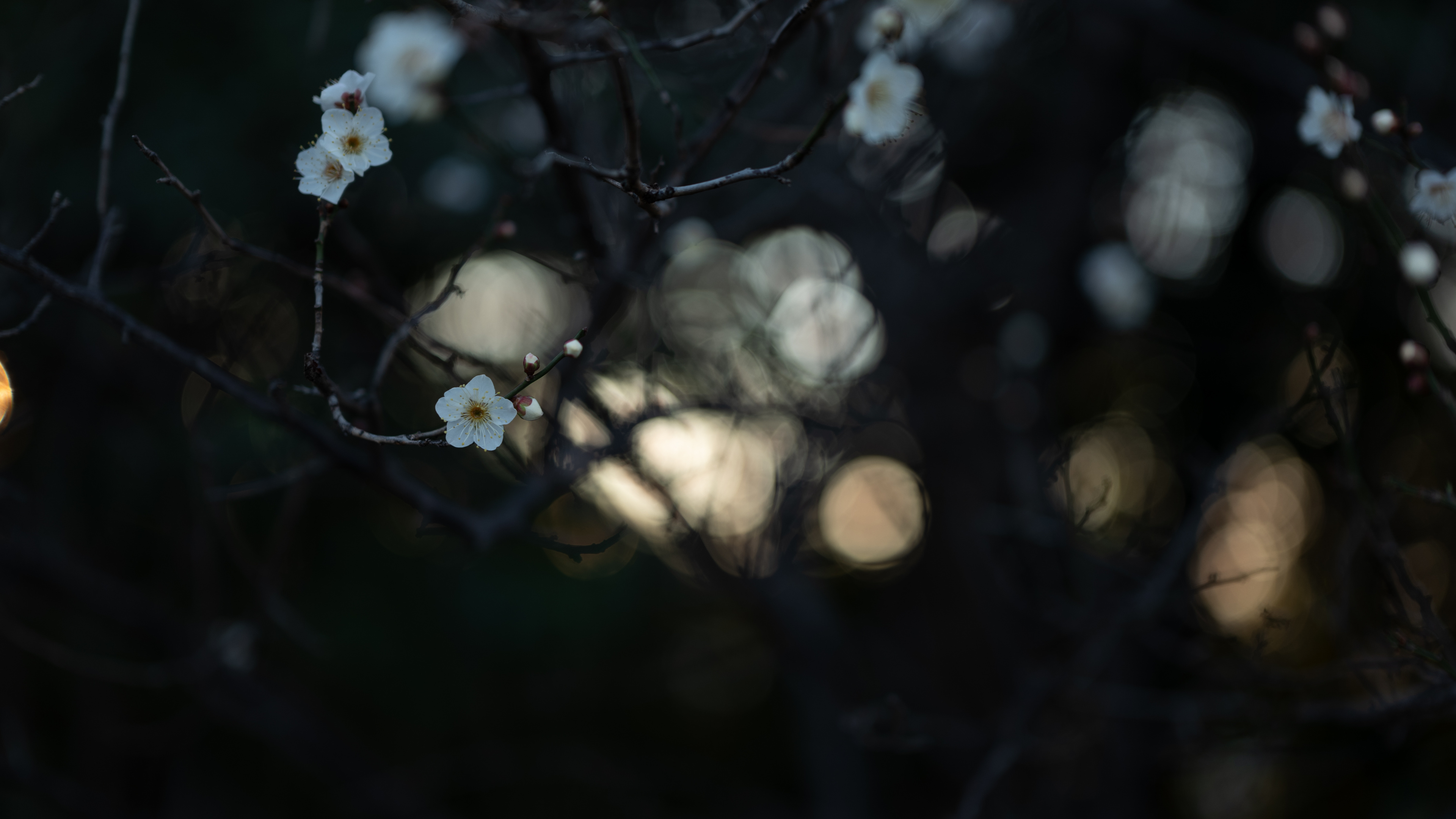 光, 自然环境, 天空, 树枝, 菌群 壁纸 3840x2160 允许