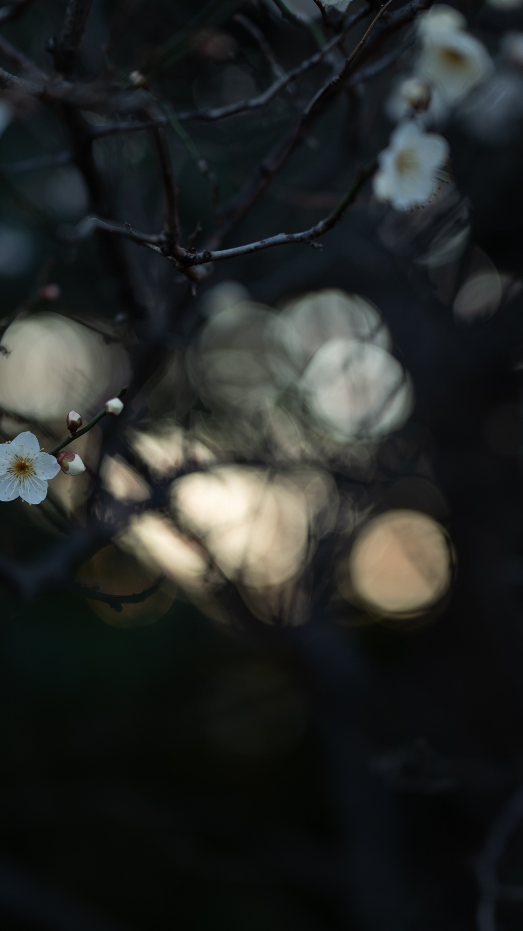 White Flower Buds in Tilt Shift Lens. Wallpaper in 1080x1920 Resolution