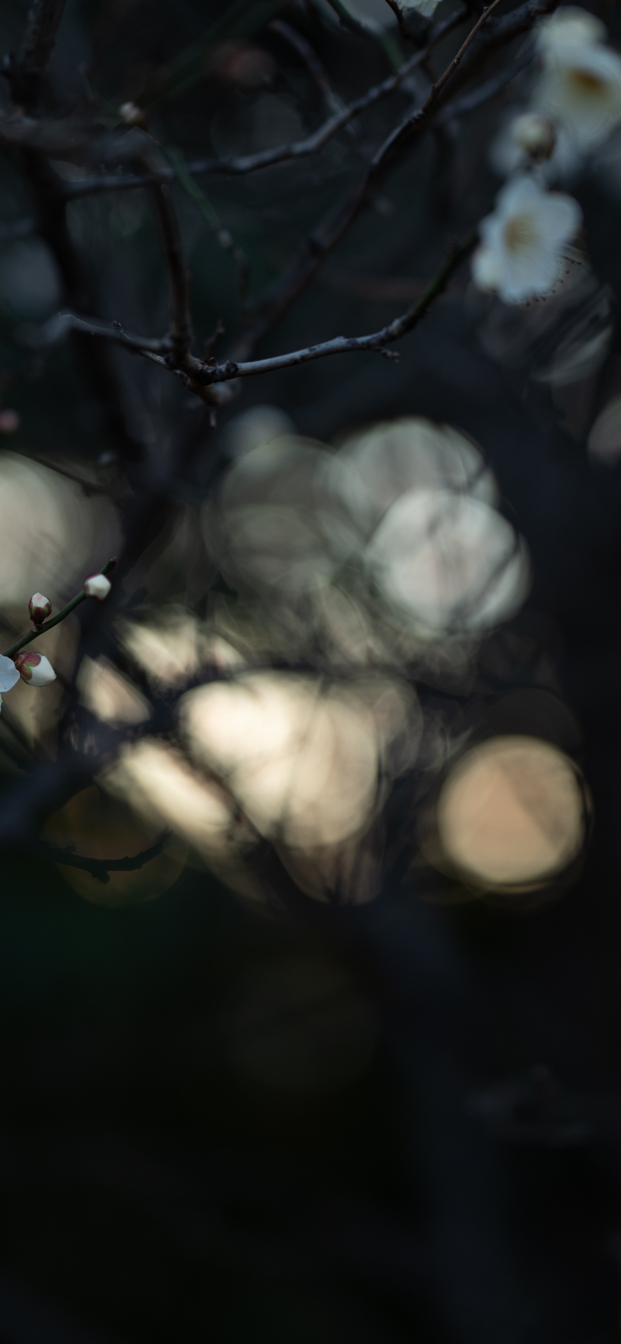 White Flower Buds in Tilt Shift Lens. Wallpaper in 1242x2688 Resolution