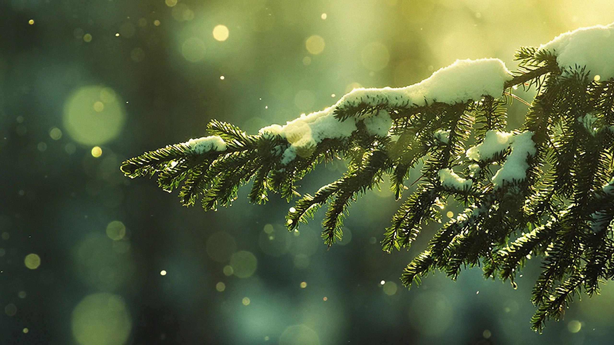 Green Pine Tree With Snow. Wallpaper in 2560x1440 Resolution