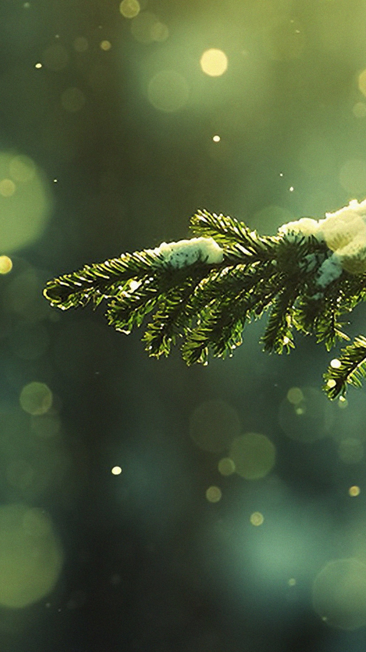 Pin Vert Avec de la Neige. Wallpaper in 750x1334 Resolution