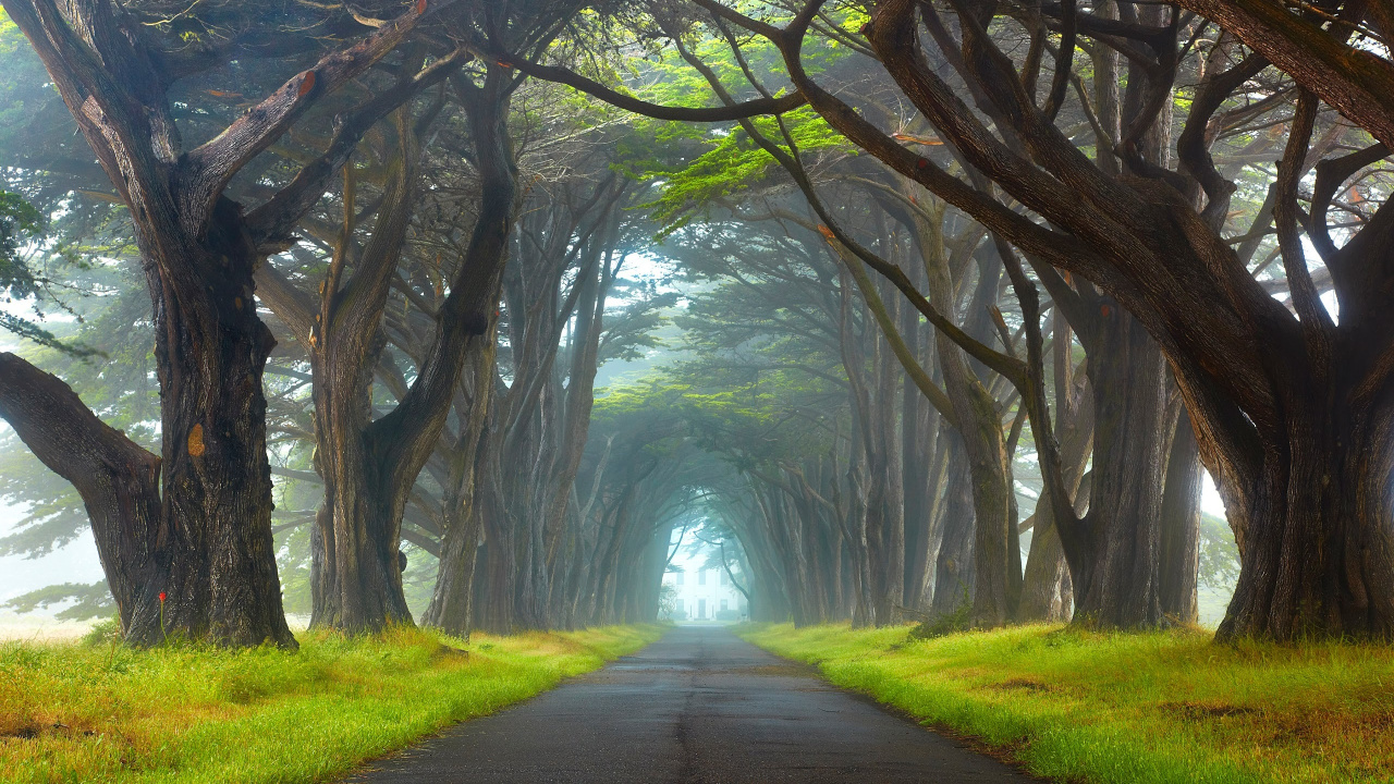 Chemin Entre Les Arbres Pendant la Journée. Wallpaper in 1280x720 Resolution