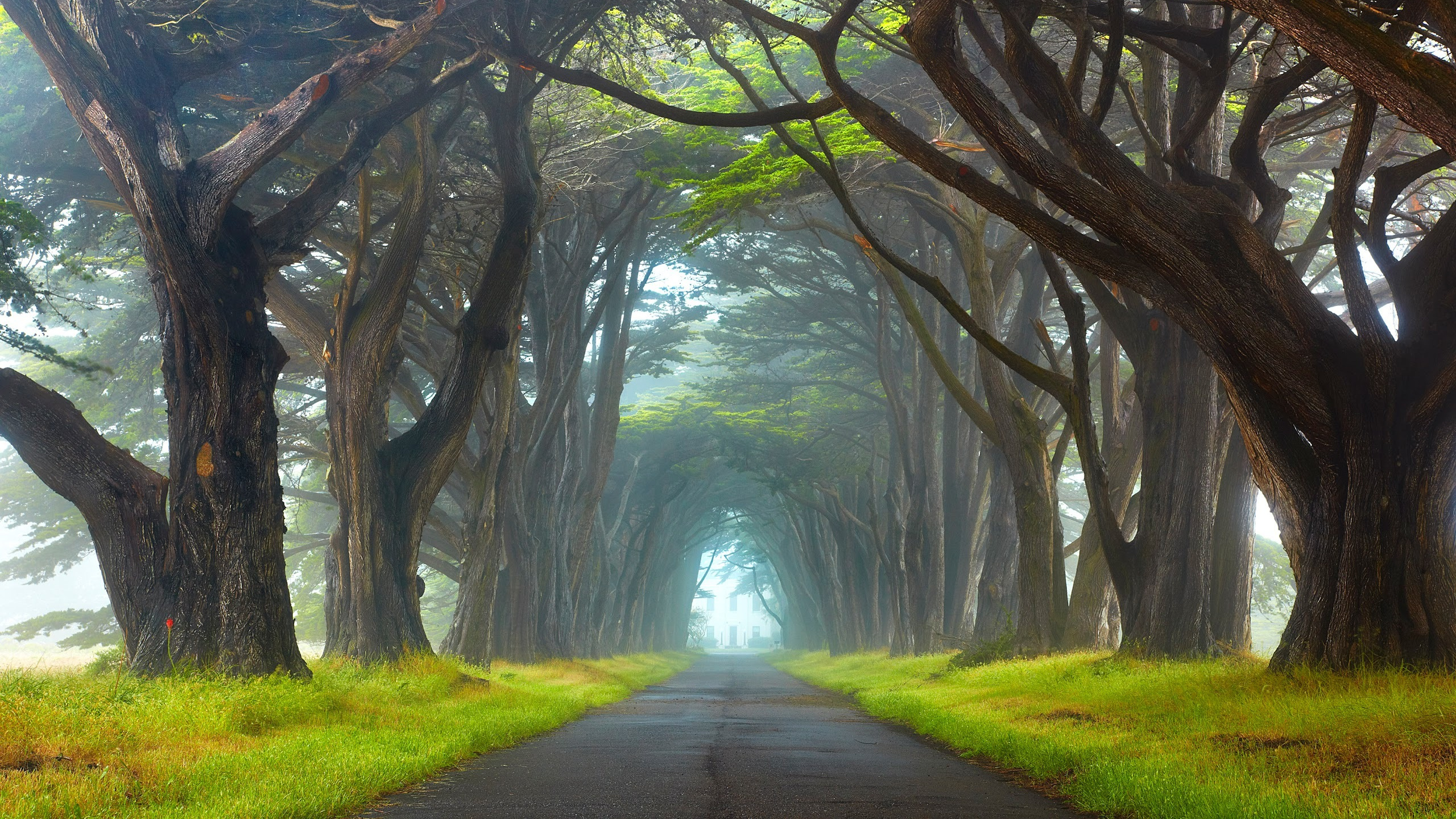 Chemin Entre Les Arbres Pendant la Journée. Wallpaper in 2560x1440 Resolution