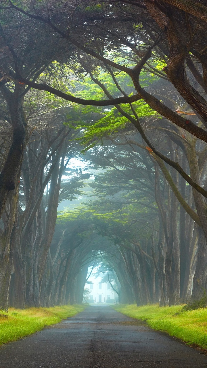 Chemin Entre Les Arbres Pendant la Journée. Wallpaper in 720x1280 Resolution