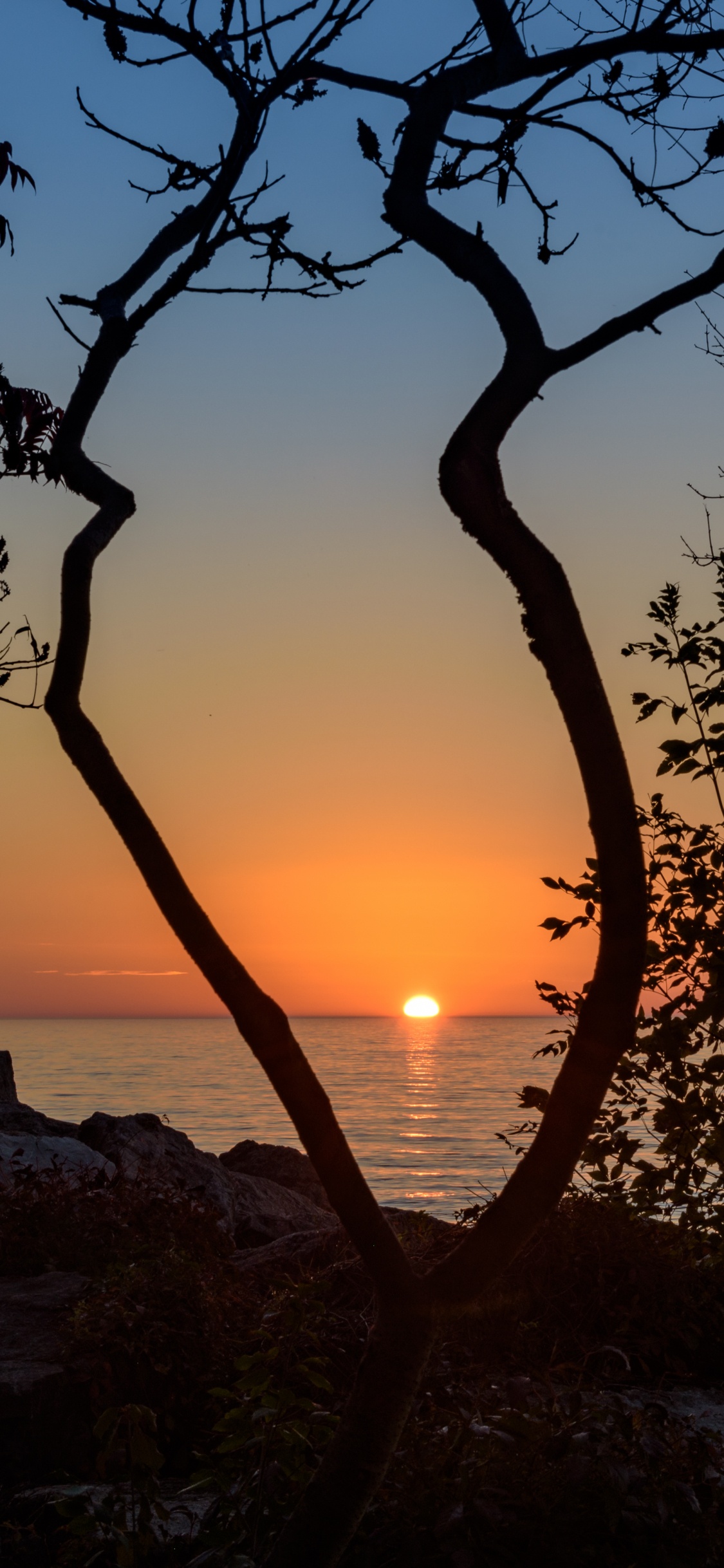 Sunset, Tree, Nature, Sunrise, Branch. Wallpaper in 1125x2436 Resolution