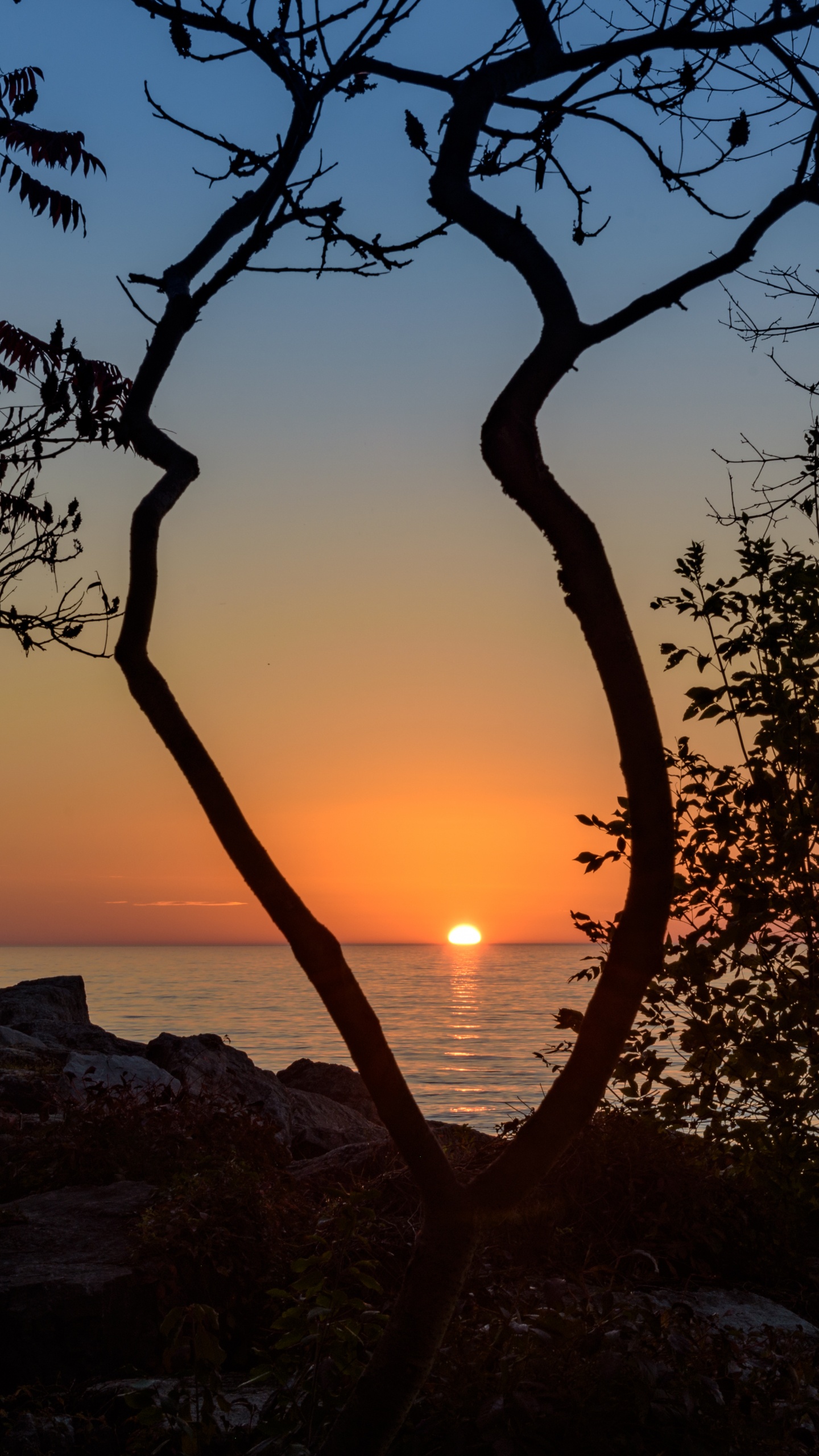 Sunset, Tree, Nature, Sunrise, Branch. Wallpaper in 1440x2560 Resolution