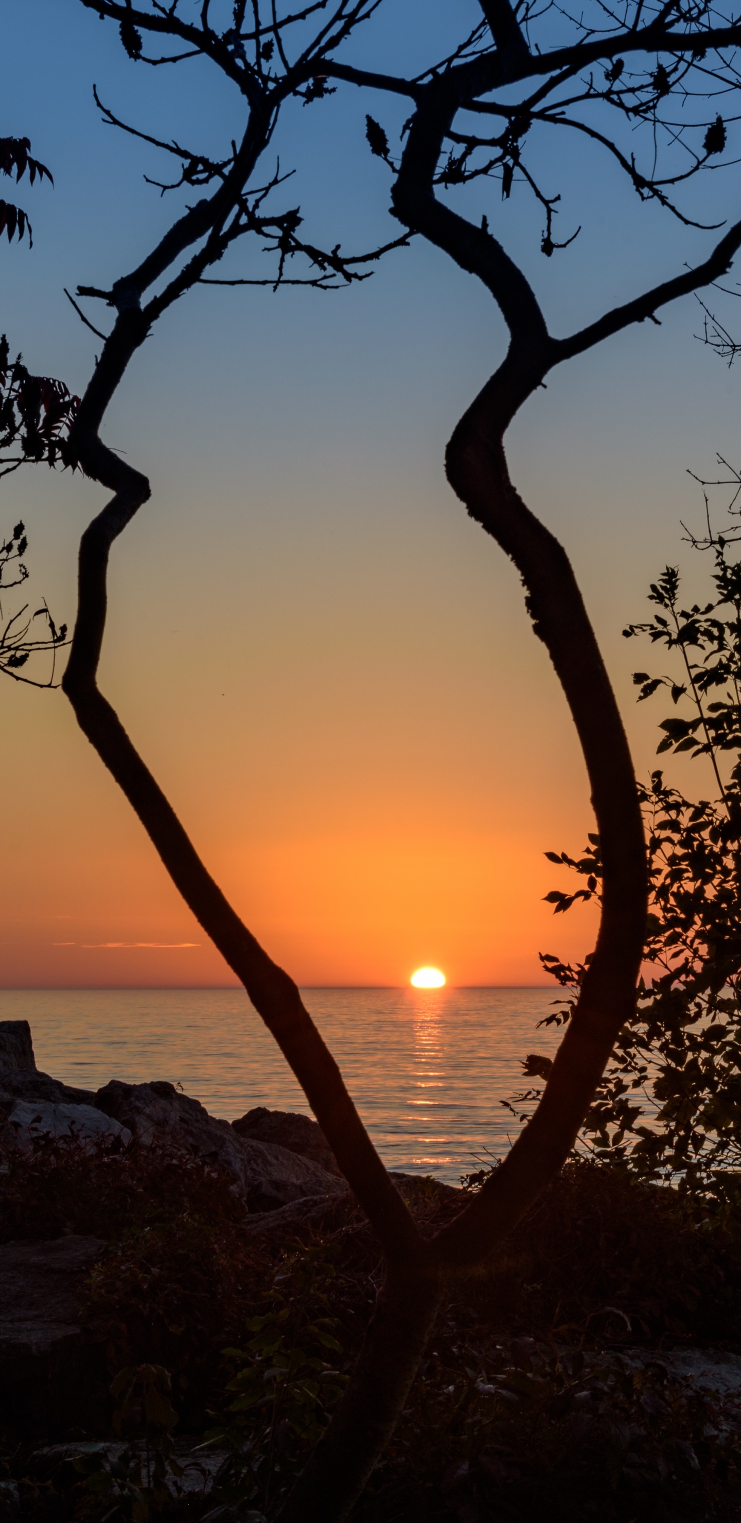 Sunset, Tree, Nature, Sunrise, Branch. Wallpaper in 1440x2960 Resolution