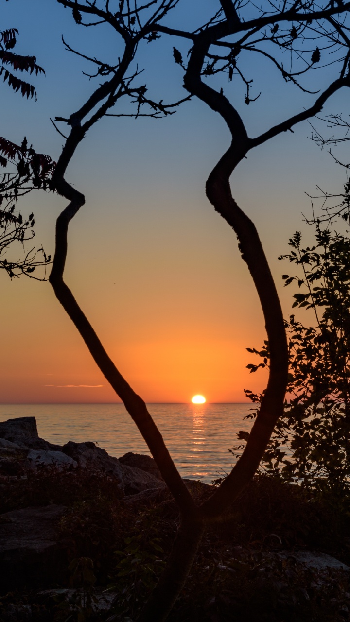 Sunset, Tree, Nature, Sunrise, Branch. Wallpaper in 720x1280 Resolution