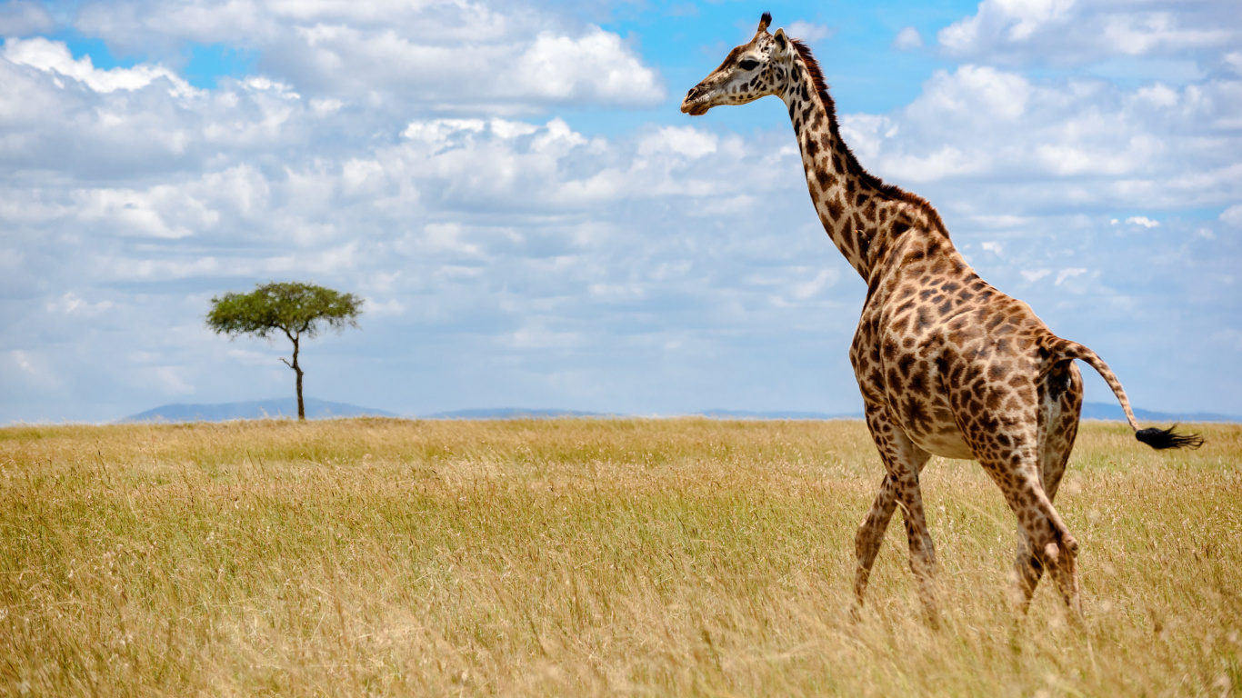 Girafe Sur Terrain D'herbe Brune Sous Ciel Bleu Pendant la Journée. Wallpaper in 1366x768 Resolution