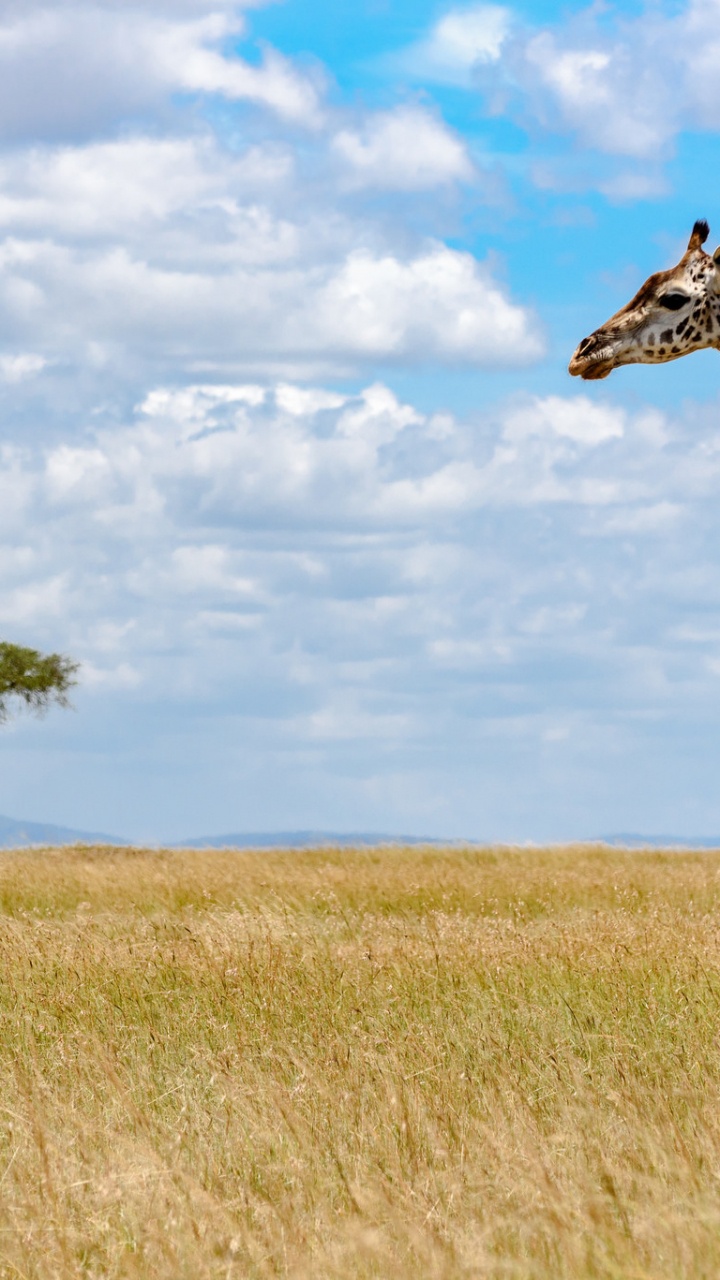 Giraffe on Brown Grass Field Under Blue Sky During Daytime. Wallpaper in 720x1280 Resolution