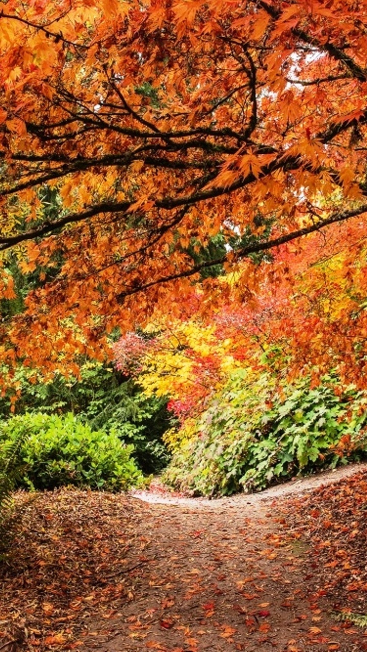 Árboles Marrones y Verdes Durante el Día. Wallpaper in 720x1280 Resolution