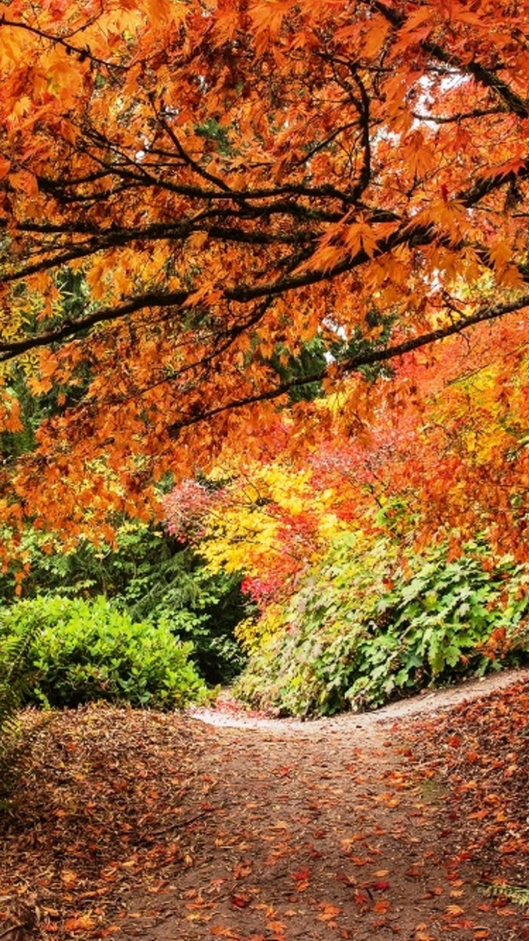 Árboles Marrones y Verdes Durante el Día. Wallpaper in 750x1334 Resolution