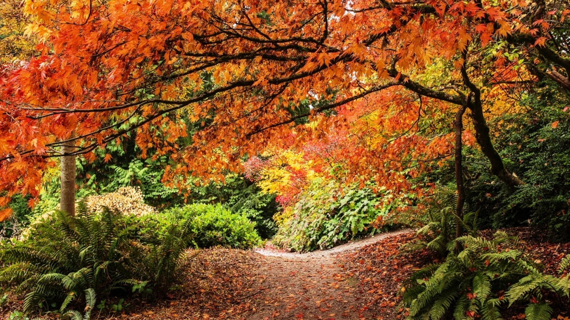 Brown and Green Trees During Daytime. Wallpaper in 1920x1080 Resolution