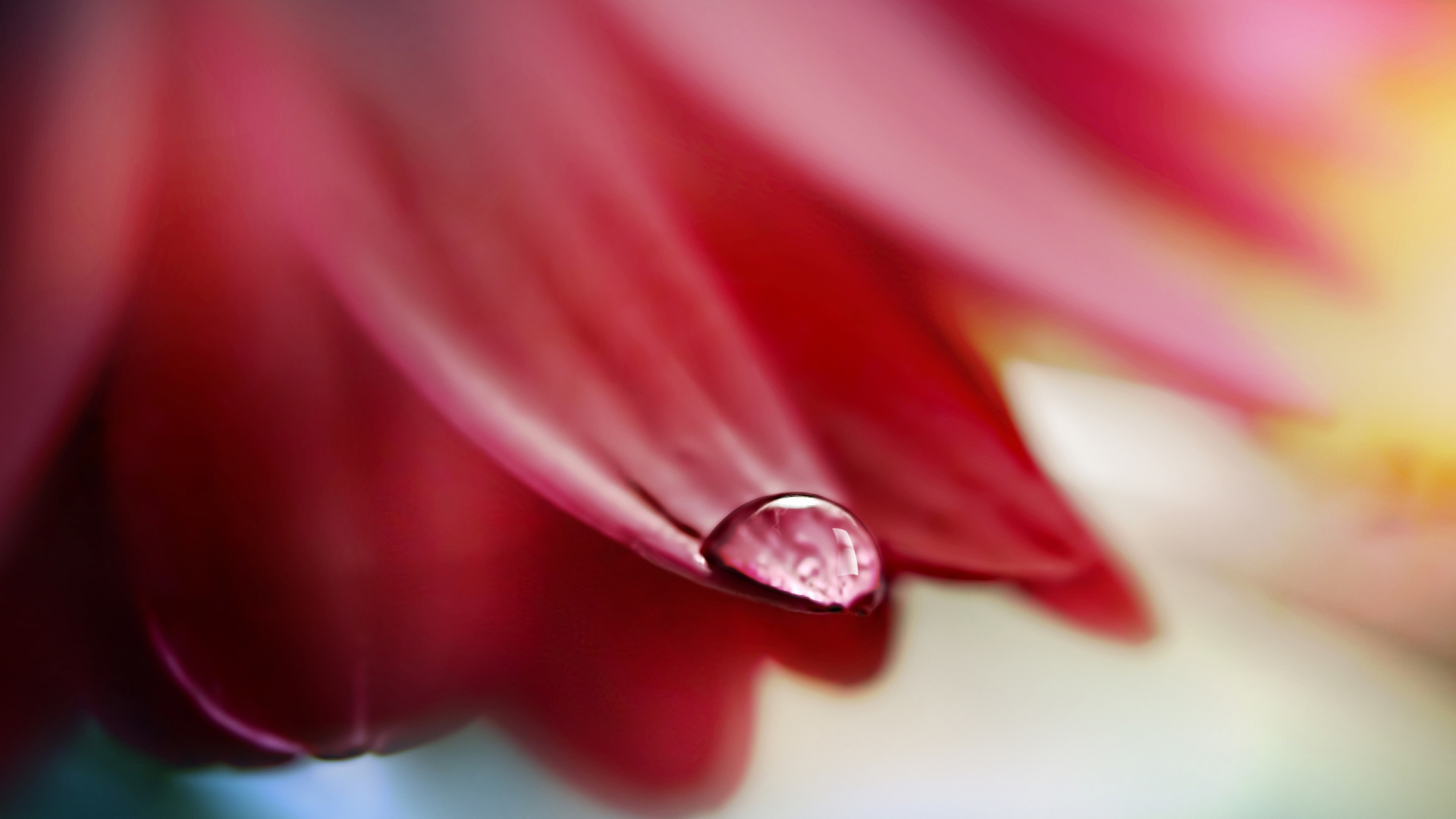 Bague Diamant Rouge et Argent. Wallpaper in 1920x1080 Resolution