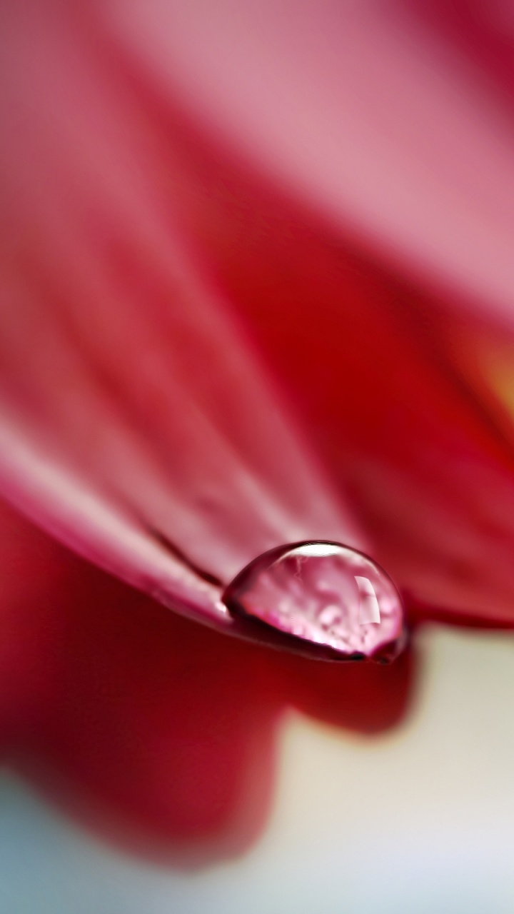 Anillo de Diamantes Rojo y Plata. Wallpaper in 720x1280 Resolution