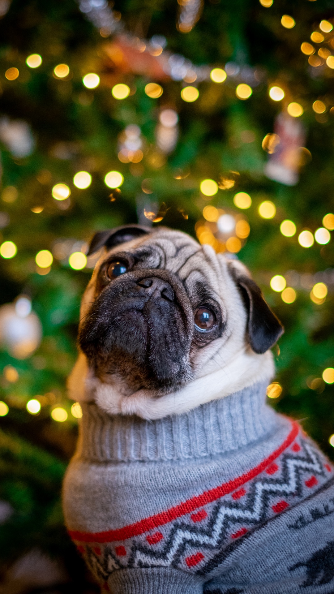 Rehbrauner Mops im Grauen Strickpullover. Wallpaper in 1080x1920 Resolution