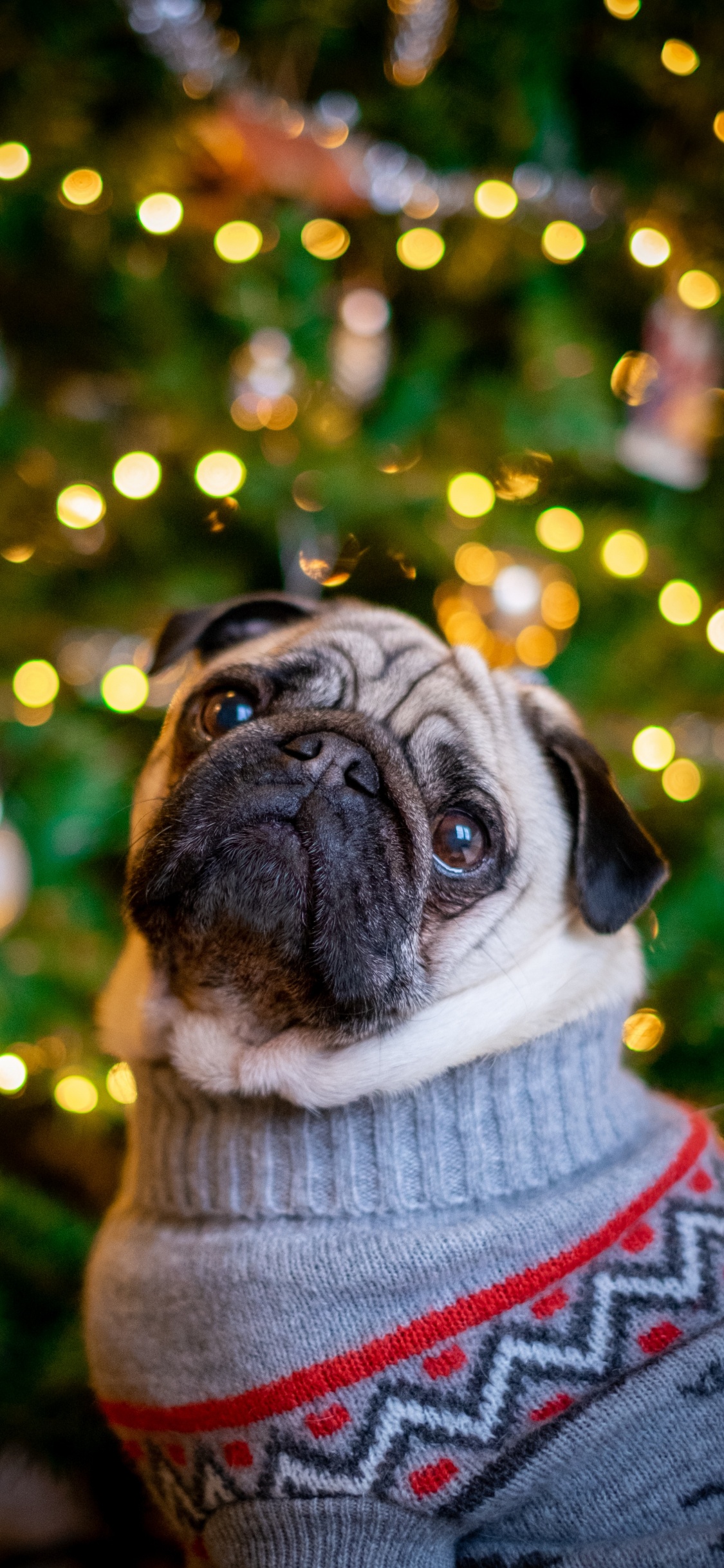 Rehbrauner Mops im Grauen Strickpullover. Wallpaper in 1125x2436 Resolution