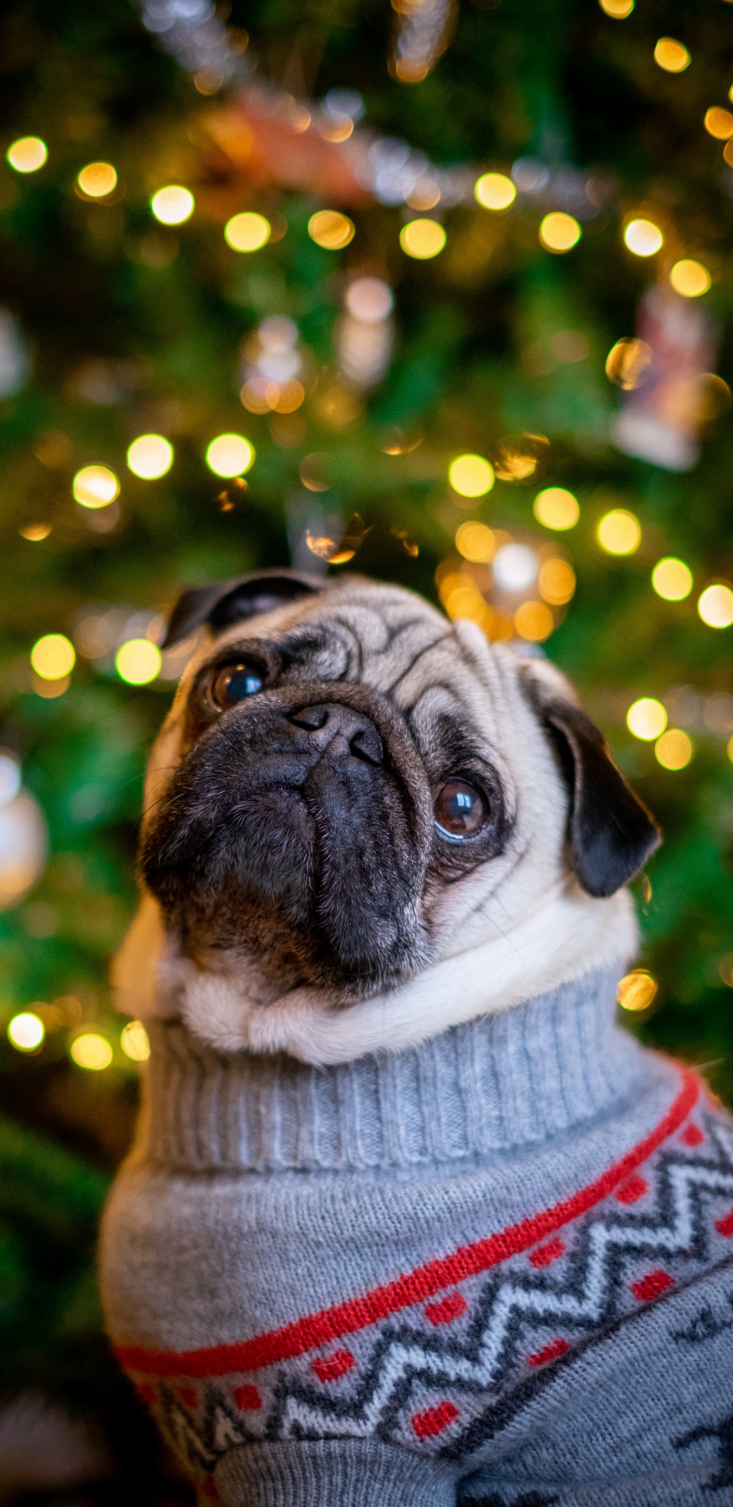 Rehbrauner Mops im Grauen Strickpullover. Wallpaper in 1440x2960 Resolution