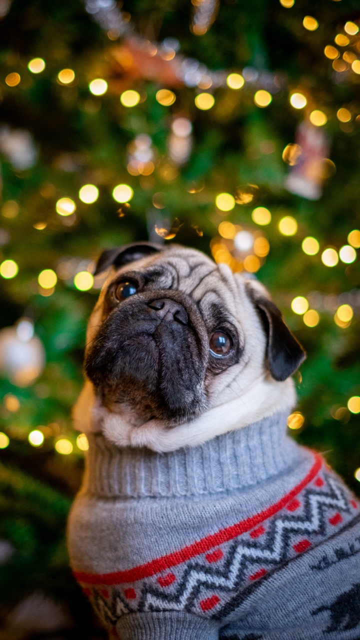 Rehbrauner Mops im Grauen Strickpullover. Wallpaper in 720x1280 Resolution