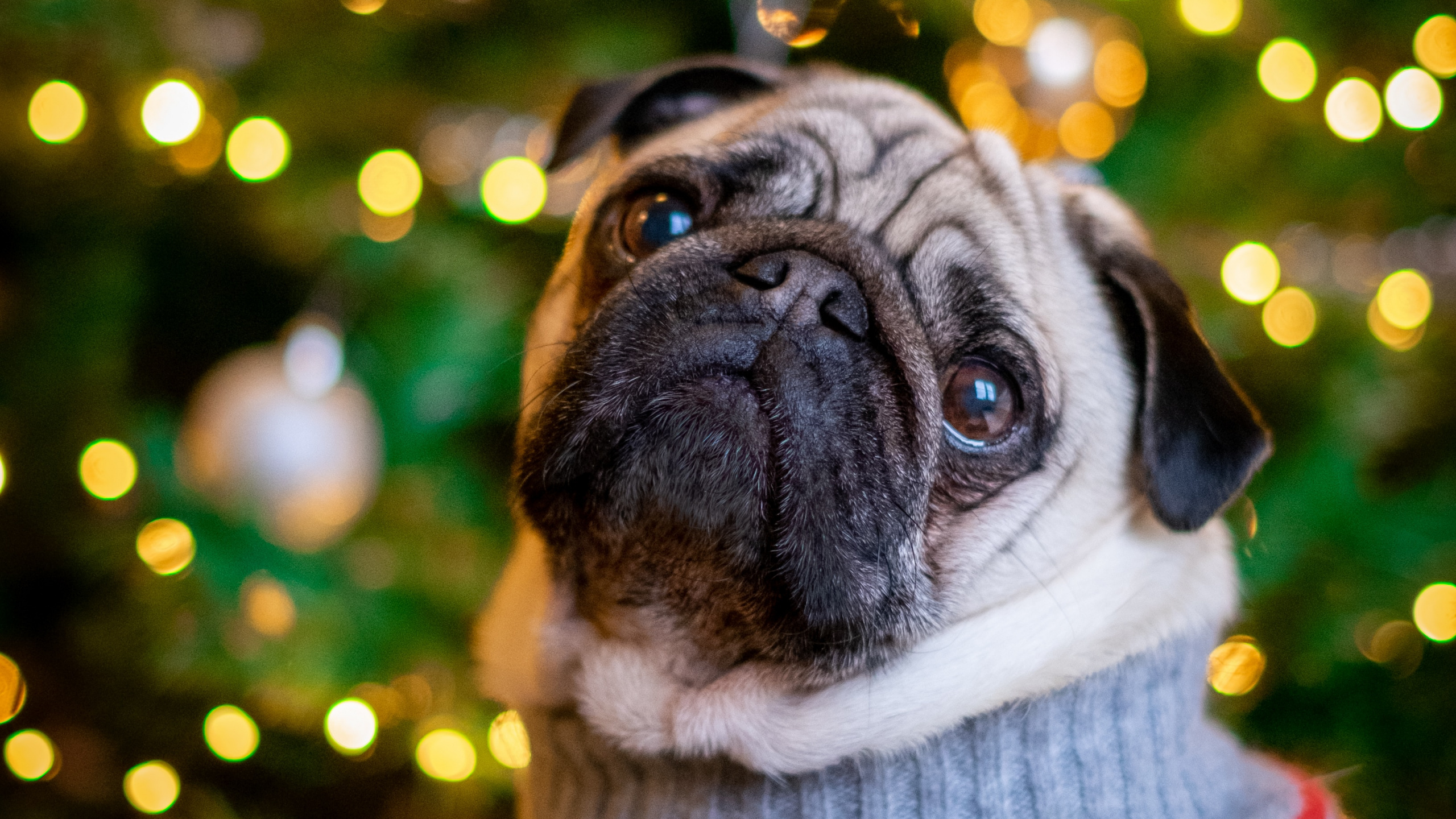 Fawn Pug in Grey Knit Sweater. Wallpaper in 2560x1440 Resolution