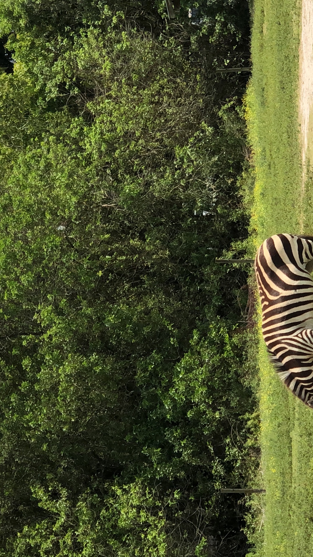Vegetation, Zebra, Gras, Anpassung, Naturschutzgebiet. Wallpaper in 1080x1920 Resolution