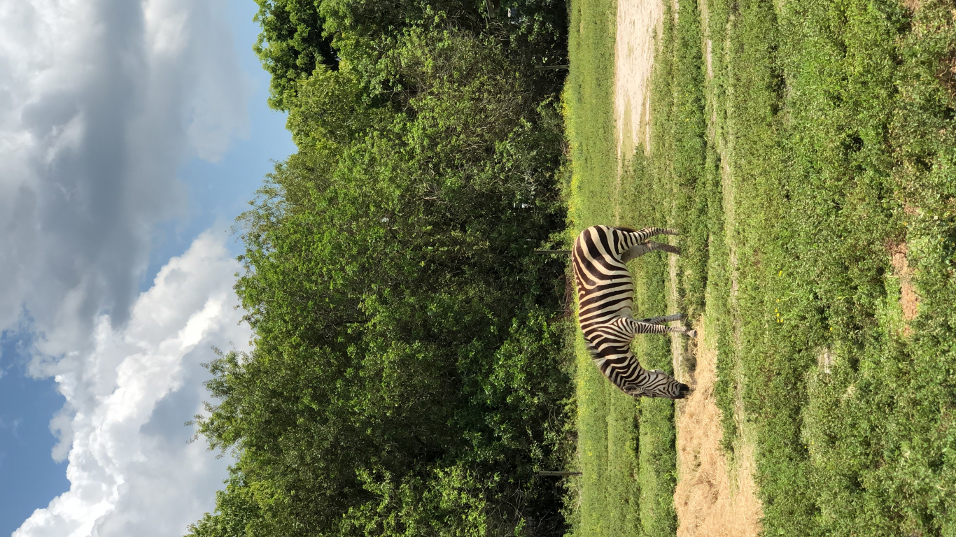 Vegetation, Zebra, Grass, Adaptation, Nature Reserve. Wallpaper in 1366x768 Resolution