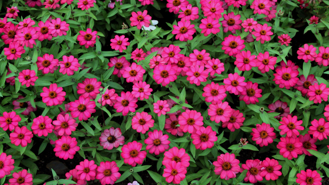 Pink Flowers With Green Leaves. Wallpaper in 1366x768 Resolution