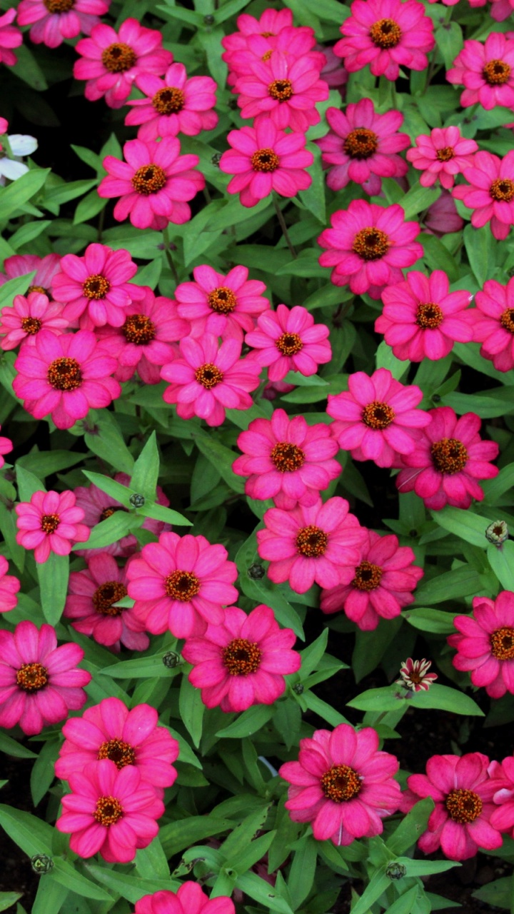 Pink Flowers With Green Leaves. Wallpaper in 720x1280 Resolution