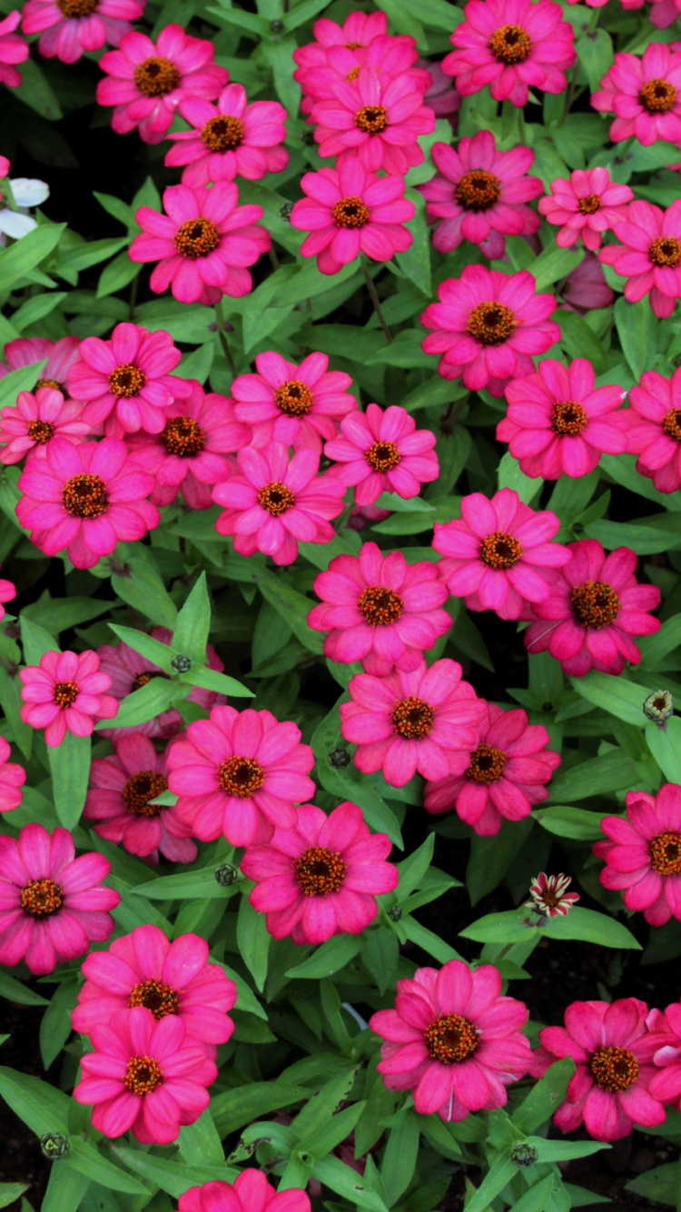 Pink Flowers With Green Leaves. Wallpaper in 750x1334 Resolution