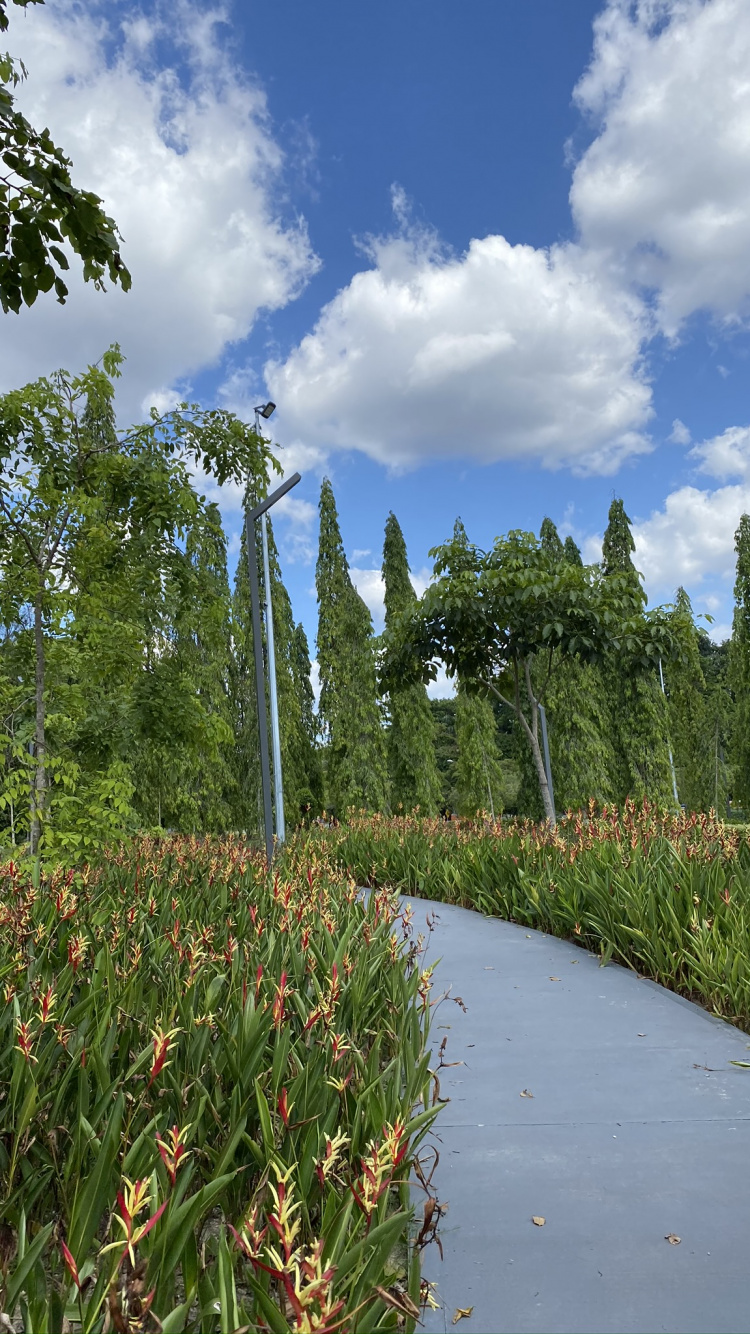 Nature, Arbuste, Botanique, Plante Terrestre, Garden. Wallpaper in 750x1334 Resolution